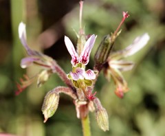 Pelargonium dolomiticum