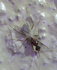 Camponotus inaequalis