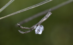 Miagrammopes orientalis