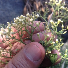 Baccharis multiflora