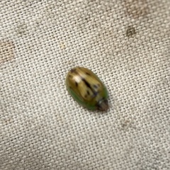 Peltoschema hamadryas