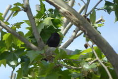 Turdus merula