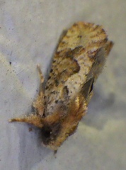 Acrolophus walsinghami