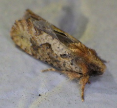 Acrolophus walsinghami