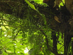 Phlegmariurus phlegmaria