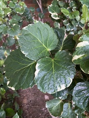 Polyscias balfouriana marginata