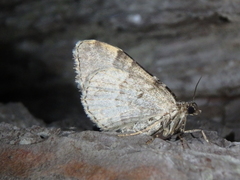 Xanthorhoe fluctuata