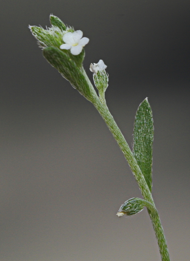sagebrush combseed (Pectocarya linearis) - Botanical Realm