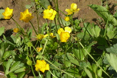 Ranunculus