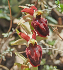 Ophrys exaltata arachnitiformis