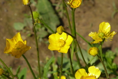 Ranunculus