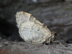 Xanthorhoe fluctuata
