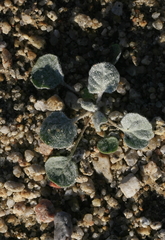 Eriogonum deflexum