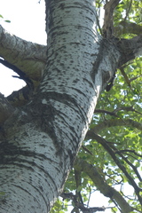 Populus alba