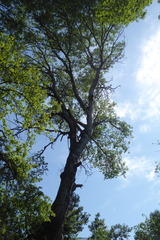 Populus alba
