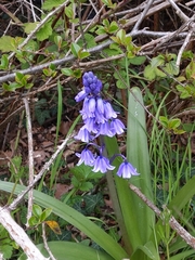 Hyacinthoides × massartiana