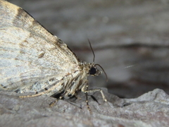 Xanthorhoe fluctuata