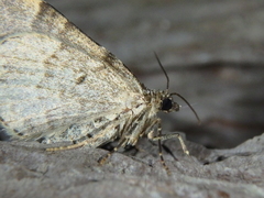 Xanthorhoe fluctuata