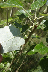 Populus alba