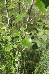 Populus alba