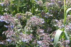 Borago officinalis