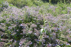Borago officinalis
