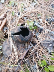Urnula