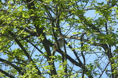 Luscinia megarhynchos