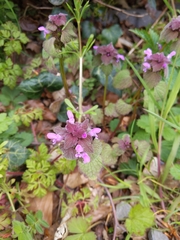 Lamium purpureum