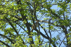 Luscinia megarhynchos