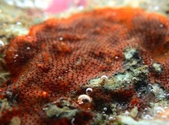 Watersipora subtorquata