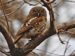 Glaucidium capense