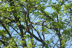 Luscinia megarhynchos