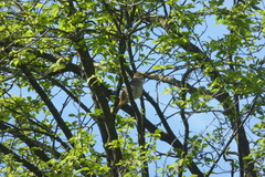 Luscinia megarhynchos