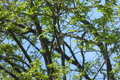 Luscinia megarhynchos