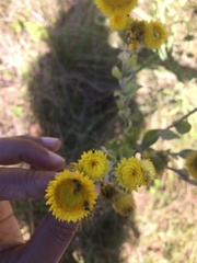 Helichrysum decorum