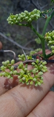 Cissus tuberosa