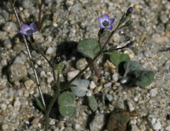 Gilia stellata
