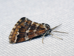 Anomocentris trissodesma