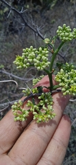 Cissus tuberosa