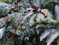 Caesalpinia vernalis