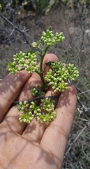 Cissus tuberosa