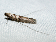 Ceromitia iolampra