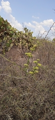 Cissus tuberosa