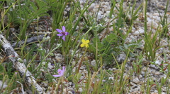 Camissonia strigulosa
