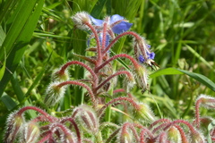 Borago officinalis