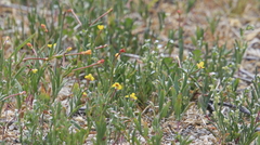 Camissonia strigulosa