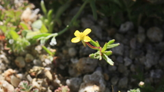 Camissonia strigulosa