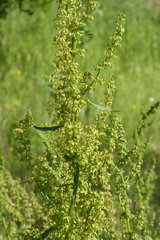 Rumex