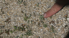 Stylocline gnaphaloides